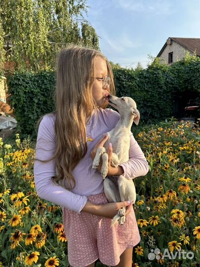 Левретка девочка