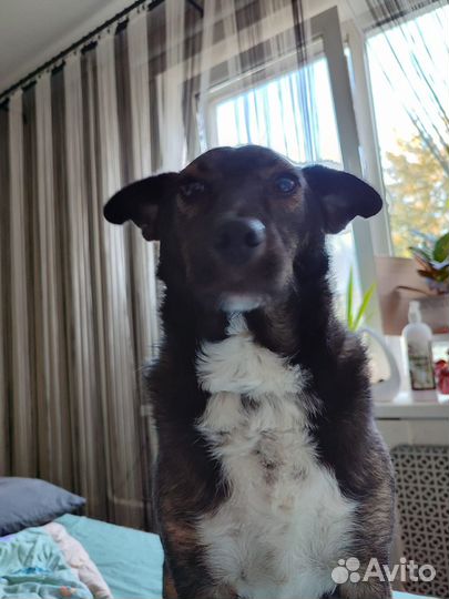 Собака в добрые руки