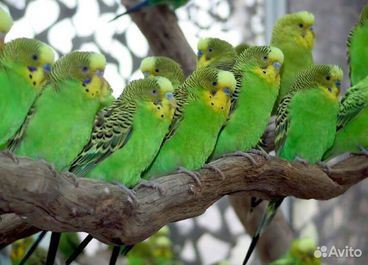 Птенцы волнистых попугаев