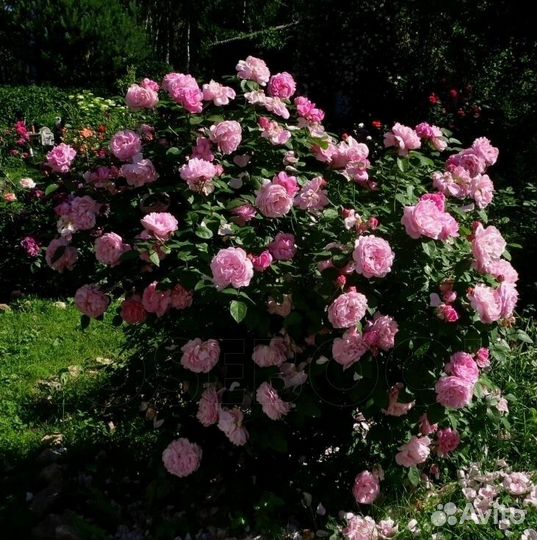 Роза английская Мэри Роуз