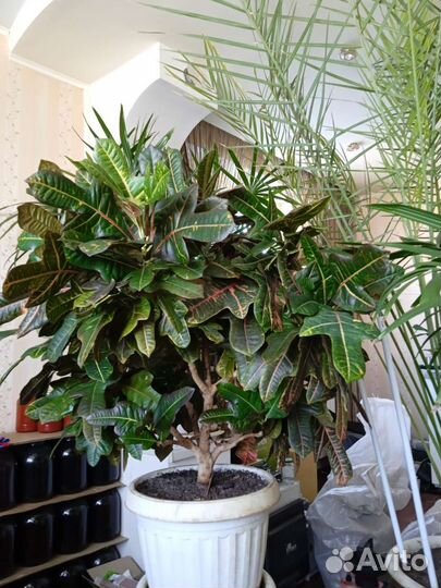 Кротон-Кодиеум экселент