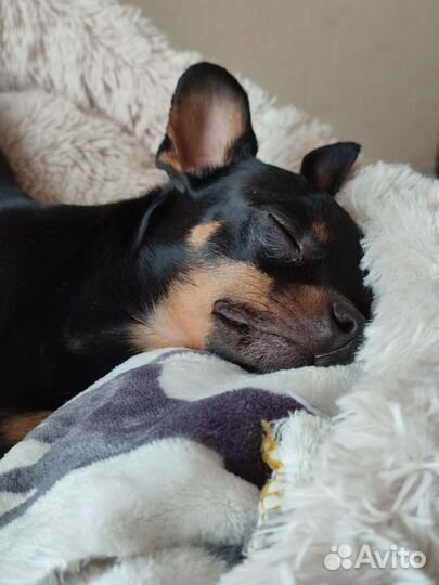 Вязка той-терьер