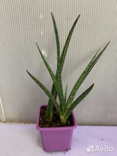 Сансевиерии сортовые