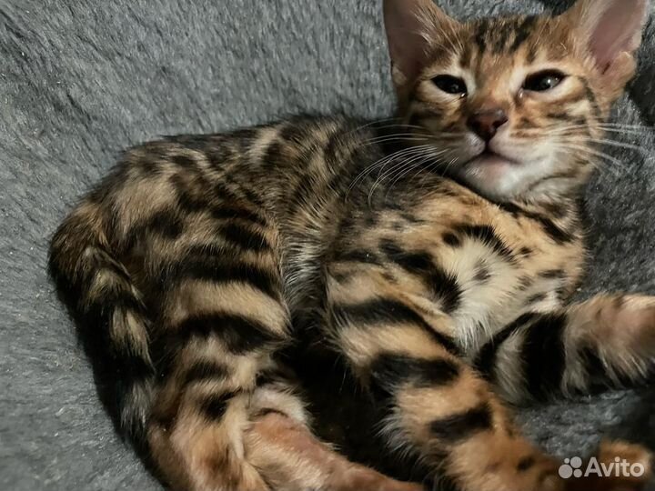 Бенгальская