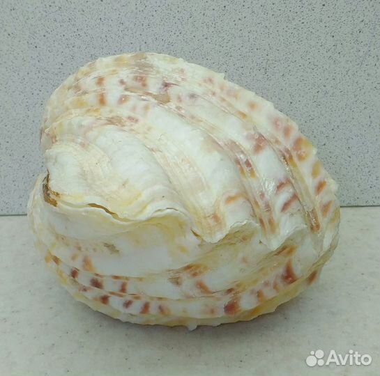 Чайна Клам 14,3*10,5 морская ракушка раковина