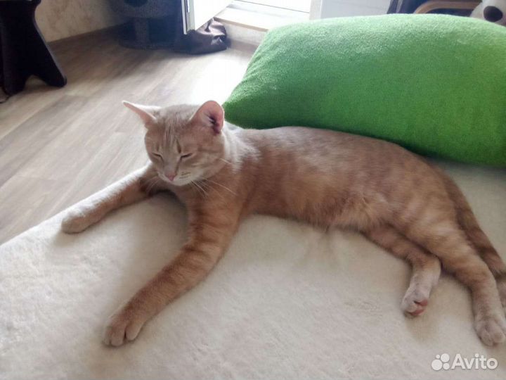 Котик Персик ищет дом