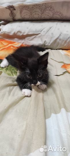 Котенок мальчик в добрые руки