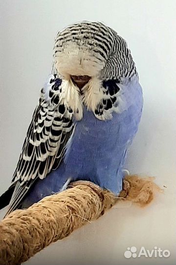 Выставочный волнистый попугай чех