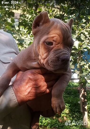 Американский булли покет