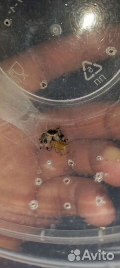 Королевский паук скакун