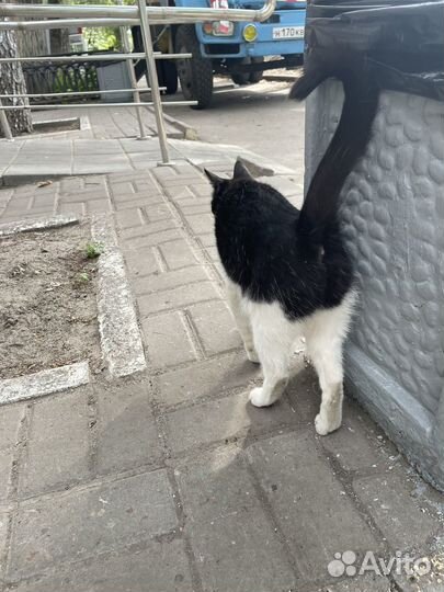 Котёнок ищет дом