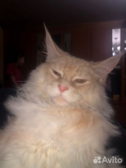 Мейкун бесплатно