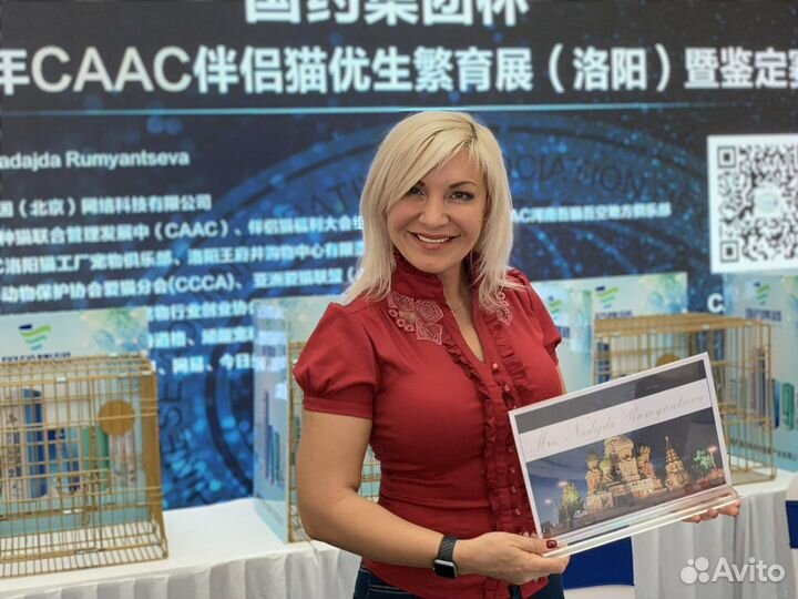 Обучение грумингу кошек