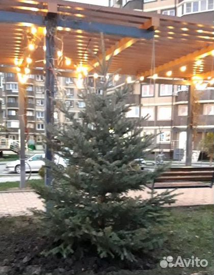 Ели голубые с профессиональной выкопкой и посадкой