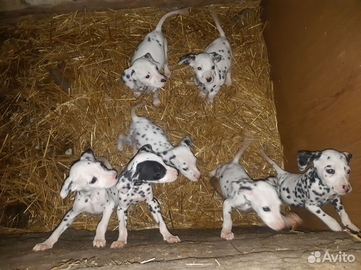 Щенки далматина