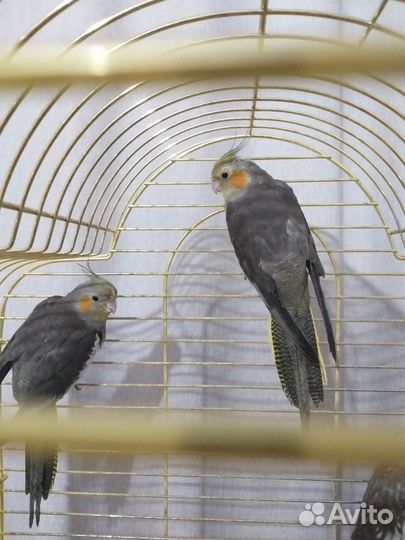 Попугай корелла