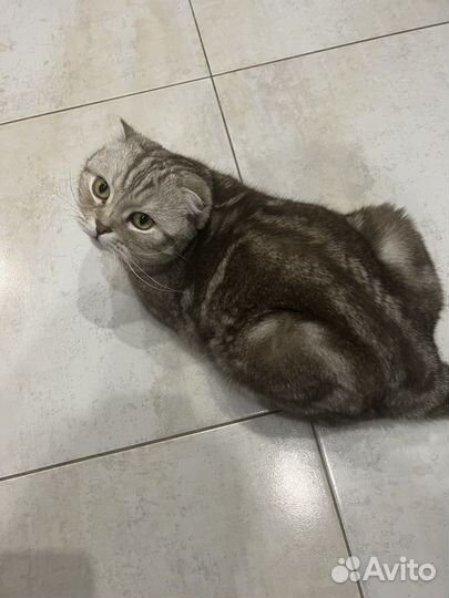 Шотландский вислоухий кот