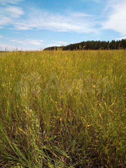 Участок 50 га (СНТ, ДНП)