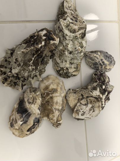 Раковины от устриц