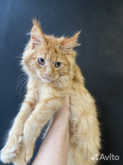 Мейн-кун котенок