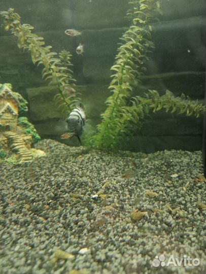 Мальки Цихлиды чернополосые (1,5см.)