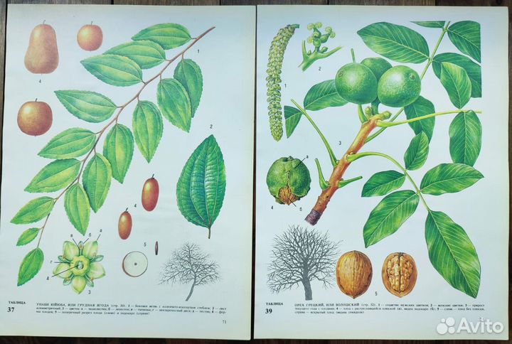 Ботаническиие иллюстрации фрукты, овощи