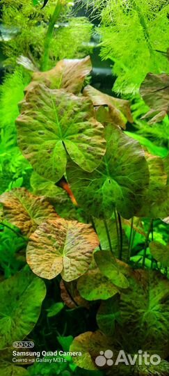 Аквариумные растения и коряги