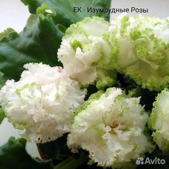 Детки сортовых фиалок