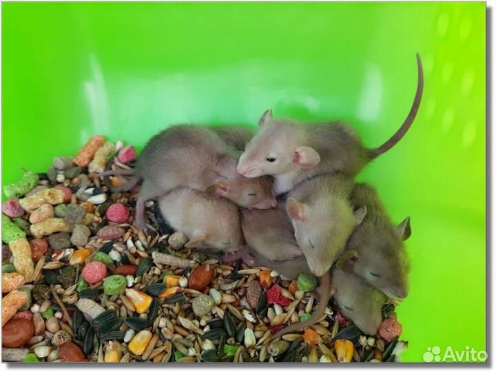 Крысы Дамбо. Доставка крысят