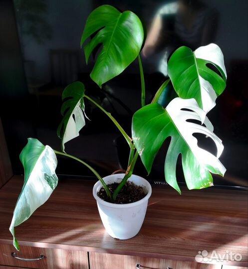 Монстера вариегатная Альба