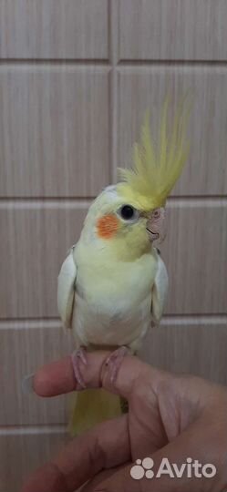 Попугай ручной Карелла Нимфа