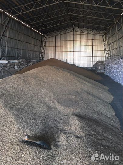 Семена суданки