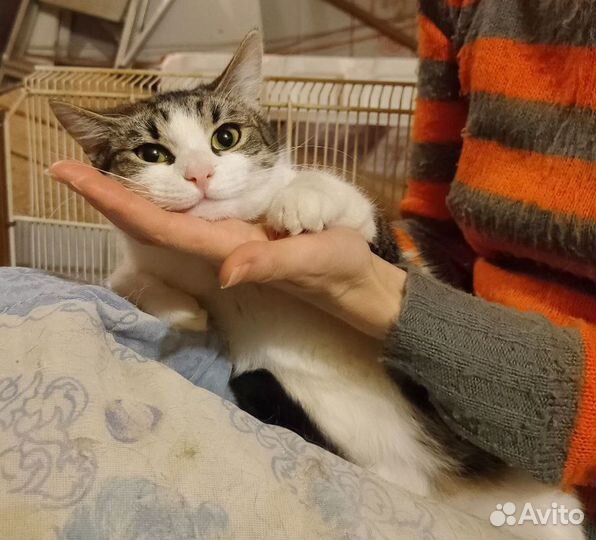 Котенок Снежка, игривая, ласковая. Стерил.Приют