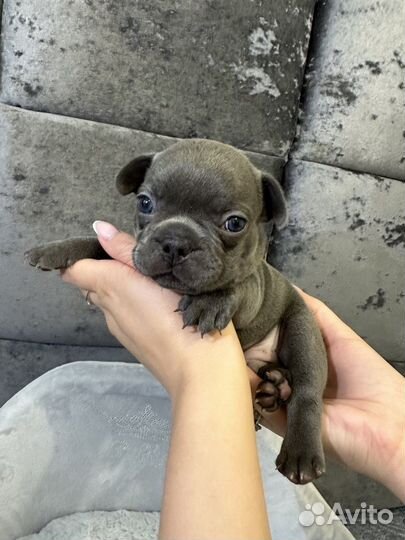 Французский бульдог голубой мальчик