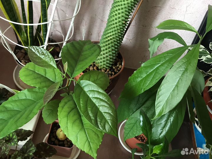 Драцена,Герань,Авокадо