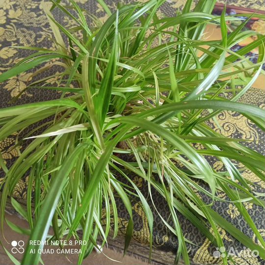 Панданус(винтовая пальма) отводки