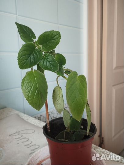 Тидея розовая