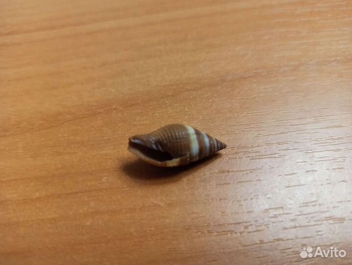 Морская раковина