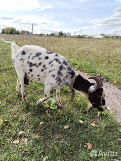 Козы камерунские