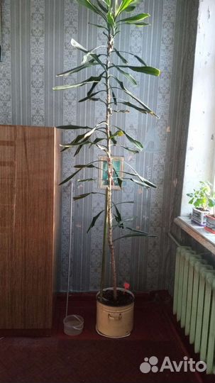 Шкаф трехстворчатый,полированный
