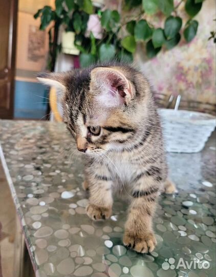 Котята-близнецы