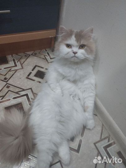 Шотландская