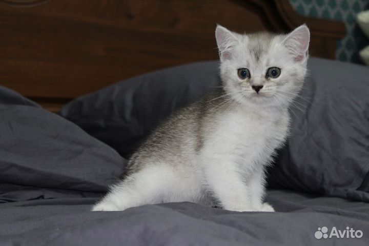 Котята британской шиншиллы