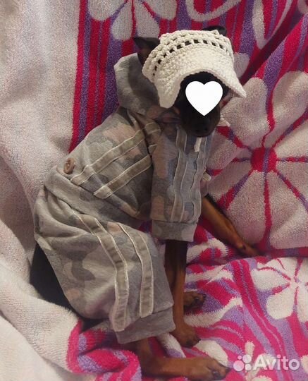 Новая кепка-панама для собачки