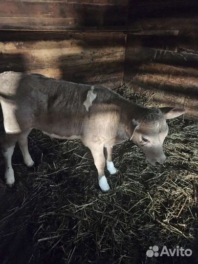 Телочка 1 месяц