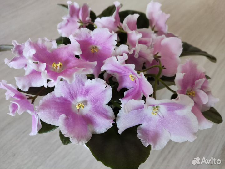 Фиалка Кубанская казачка