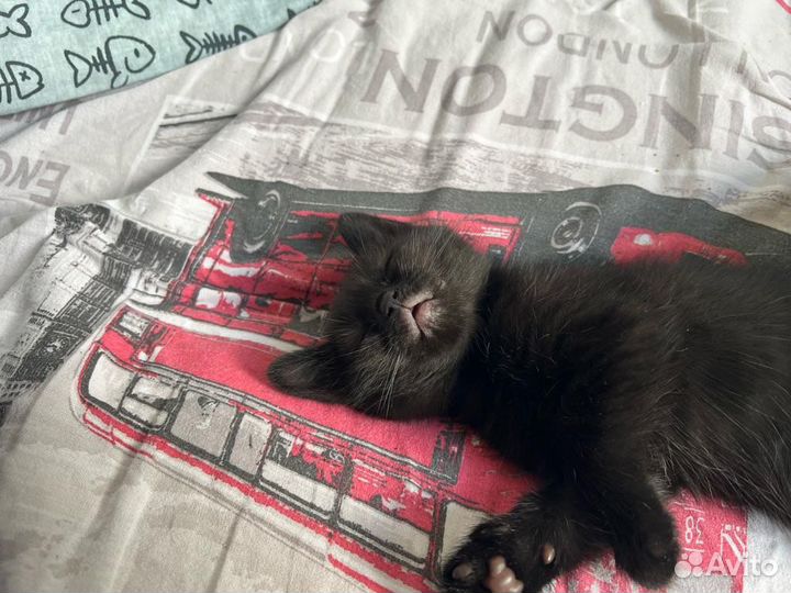 Котята