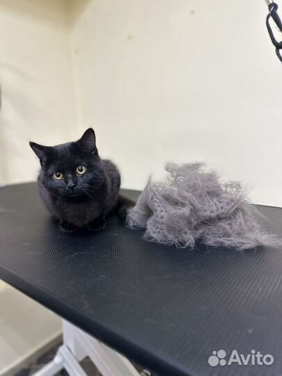 Стрижка кошек Груминг