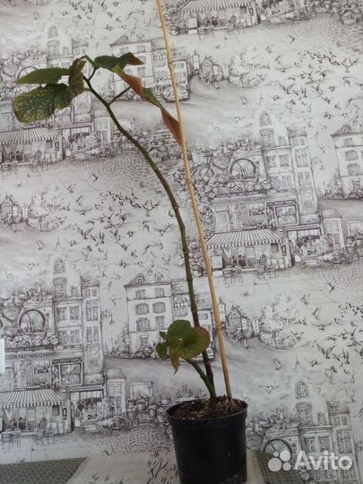 Комнатные цветы