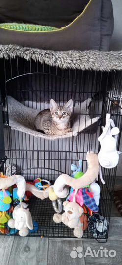 Chausie